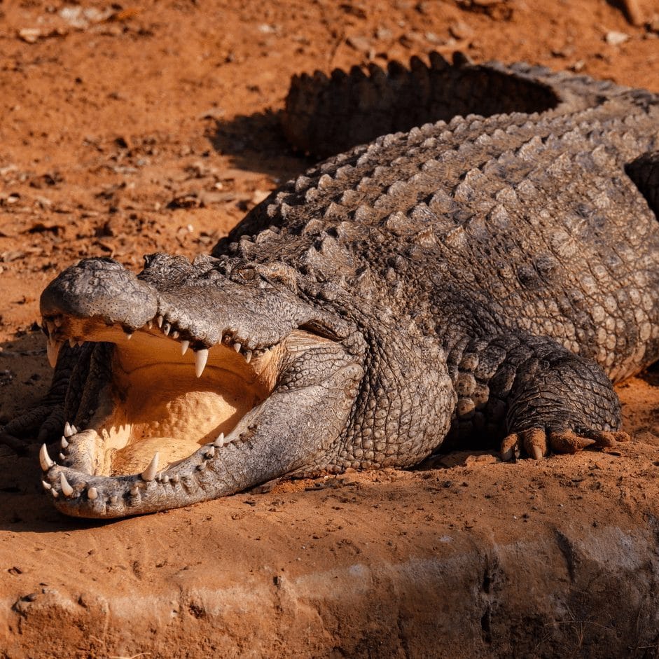 Infinite Safaris Africa - Hunting and Accommodation - Professional Hunting - Wildlife -Become part of our great safari heritage - Nile Crocodile - Dangerous Game Safaris