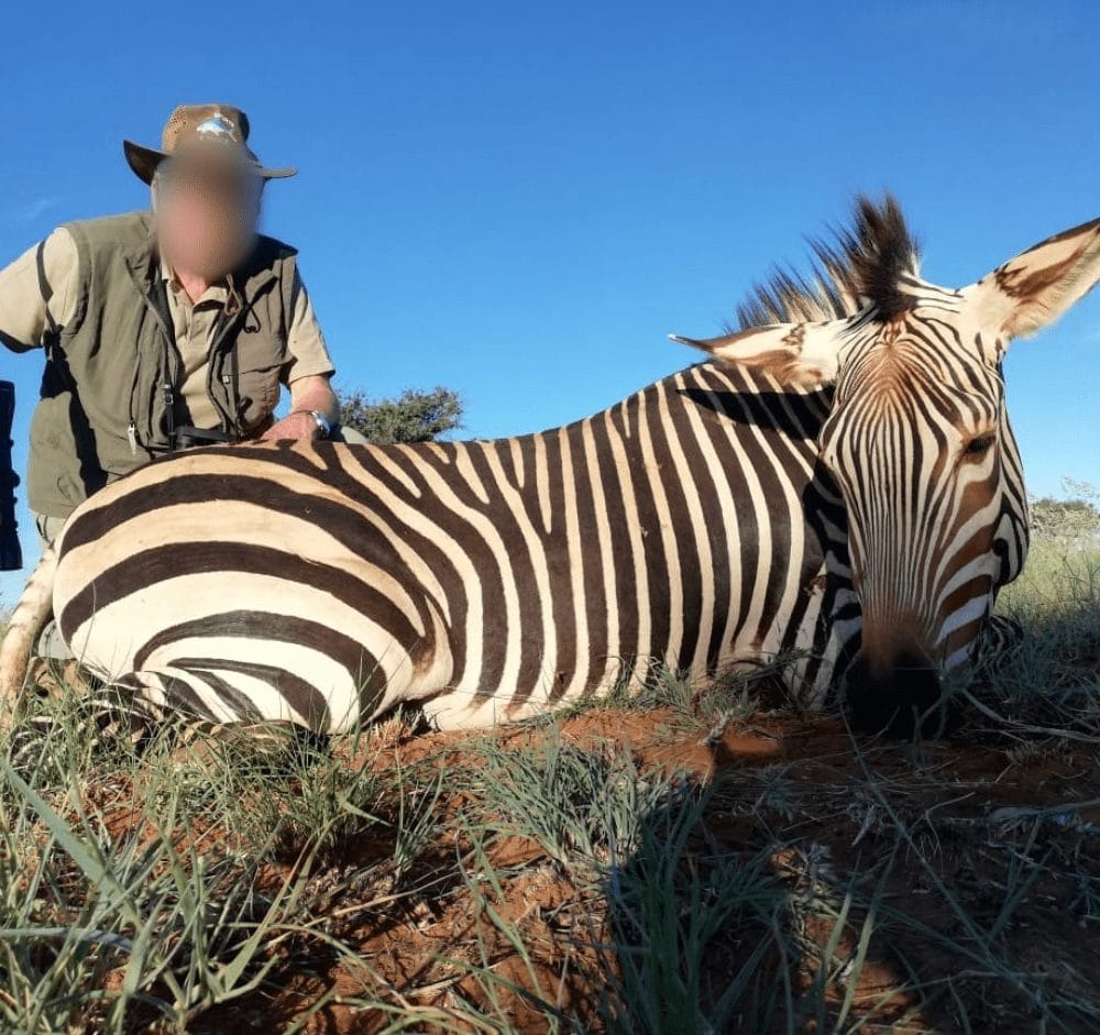 Infinite Safaris Africa - Hunting and Accommodation - Professional Hunting - Wildlife -Become part of our great safari heritage - Plains Game Safaris - Zebra Hunt