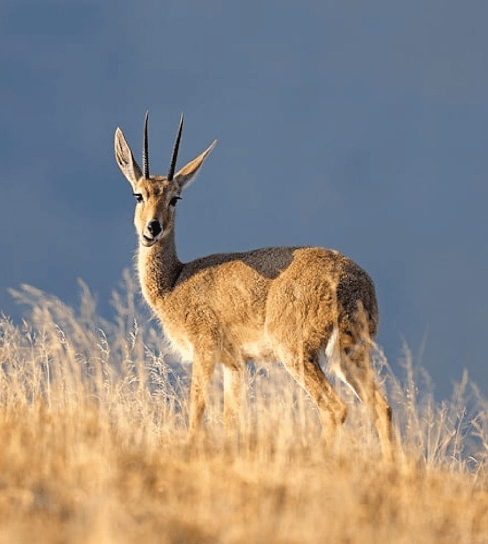 Infinite Safaris Africa - Hunting and Accommodation - Professional Hunting - Wildlife -Become part of our great safari heritage - Vaal Rhebuck