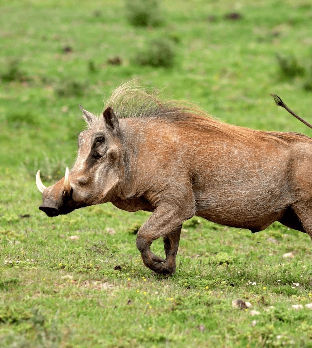 Infinite Safaris Africa - Hunting and Accommodation - Professional Hunting - Wildlife -Become part of our great safari heritage - Warthog