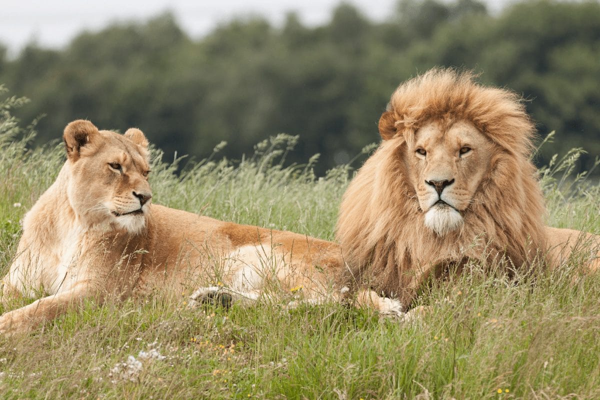 Infinite Safaris Hunting - Botswana Hunting and Safaris - Central Kalahari Wildlife Management Areas