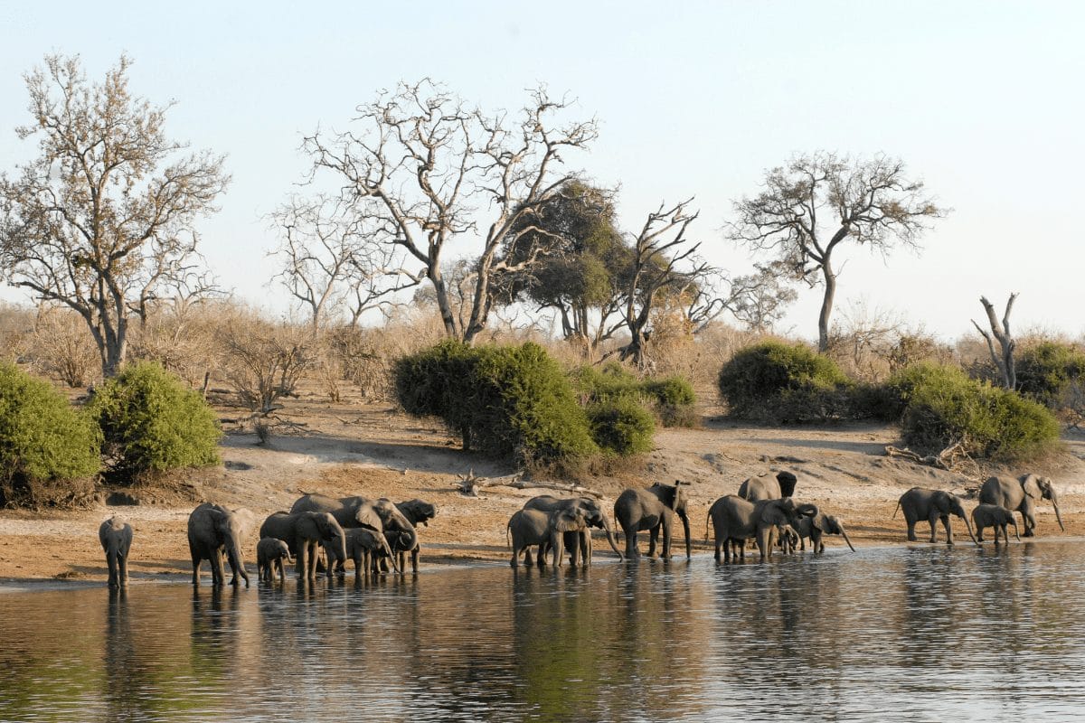 Infinite Safaris Hunting - Botswana Hunting and Safaris - Chobe Enclave Safari Concessions