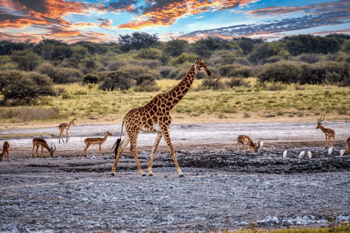 Infinite Safaris Hunting - Botswana Hunting and Safaris - North-East Wilderness Areas