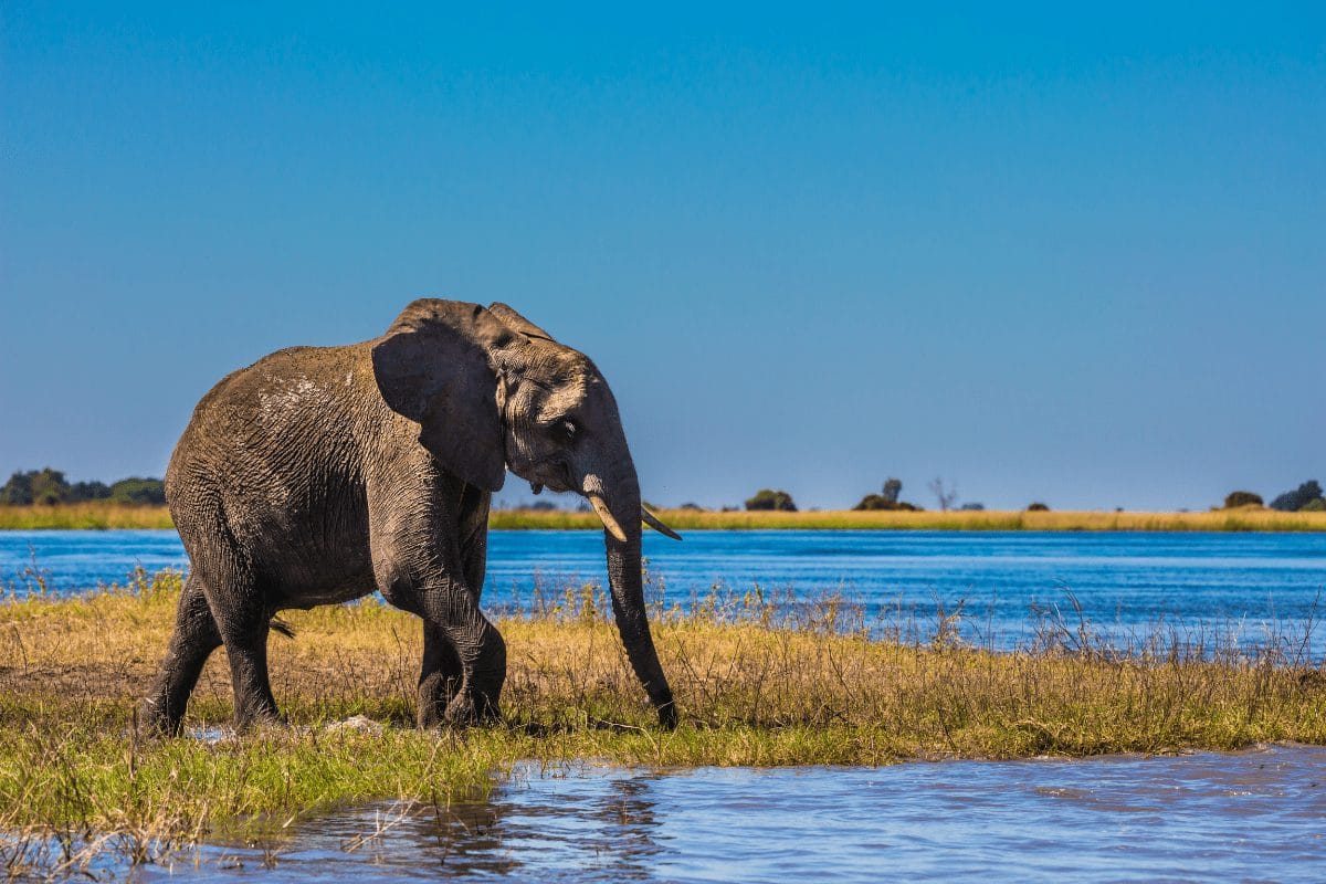 Infinite Safaris Hunting - Botswana Hunting and Safaris - Okavango Panhandle Concessions