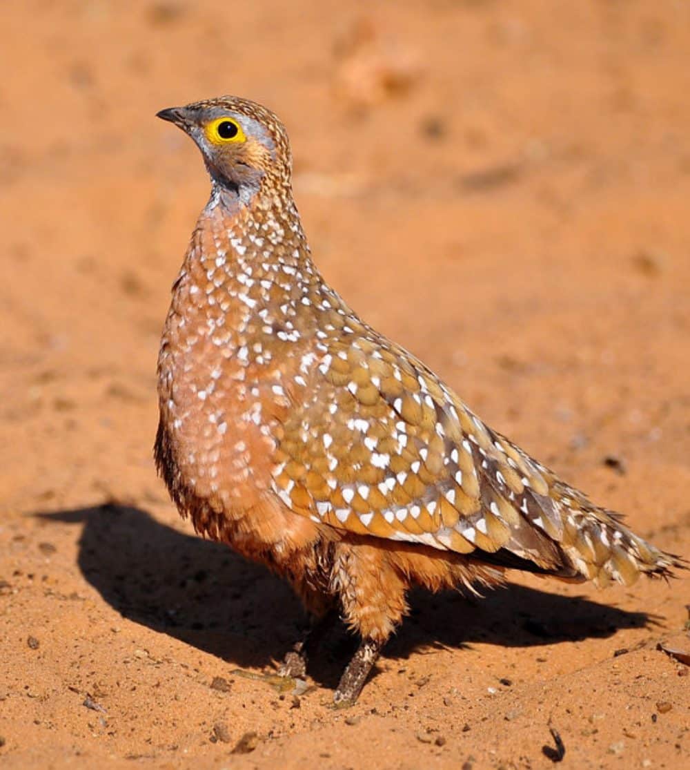 Burchell's Sandgrouse