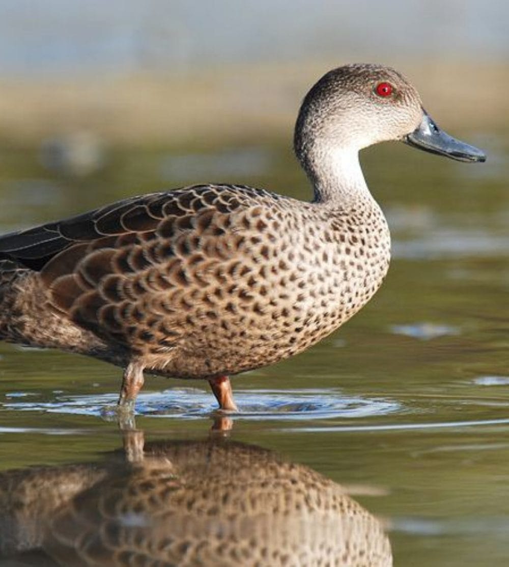 Cape Teal