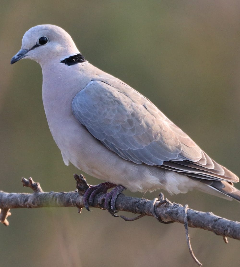 Cape Turtle (Ring-Necked) Dove
