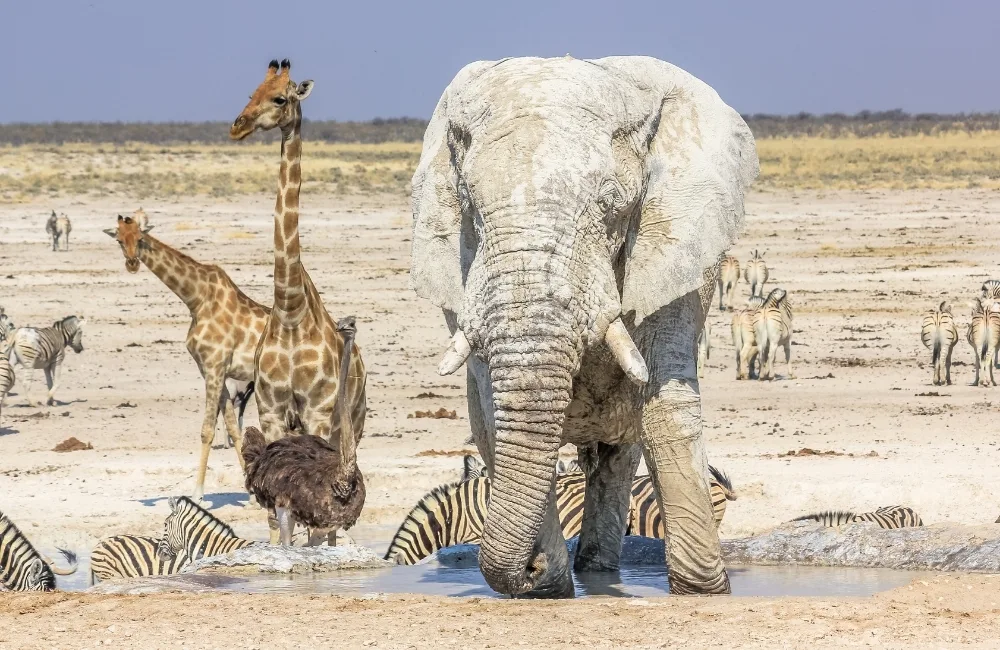 Infinite Safaris Africa - Namibia Photographic Safaris