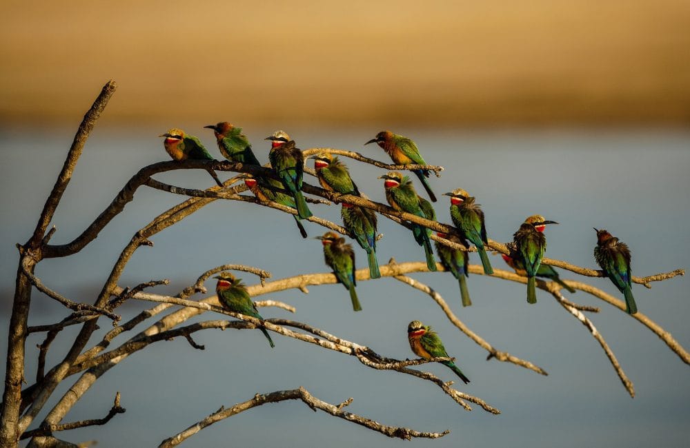 Infinite Safaris Africa - Zambia - Photographic Safaris