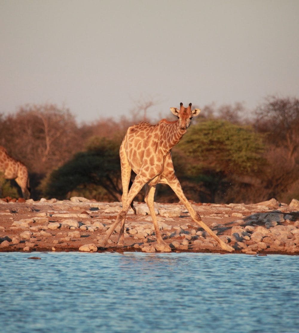 Infinite Safaris Africa - Zambia - Photographic Safaris