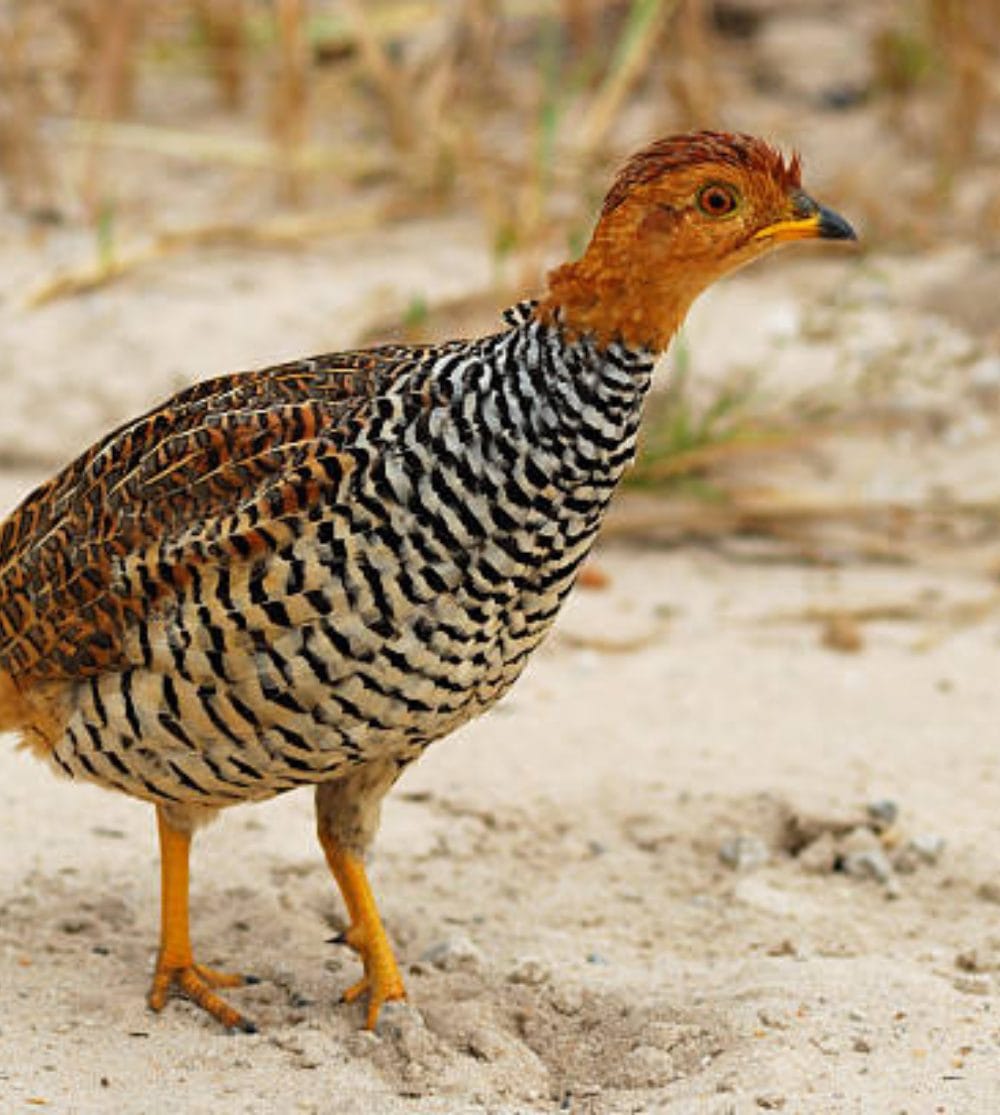 Coqui Francolin