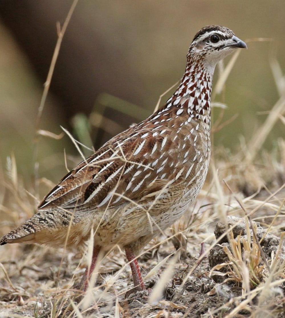 Crested Francolin