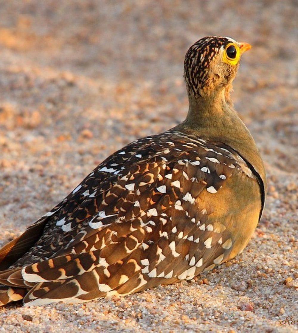 Double-Banded Sandgrouse