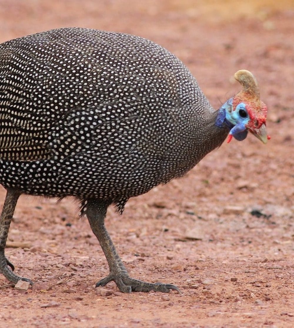 Helmeted Guineafowl