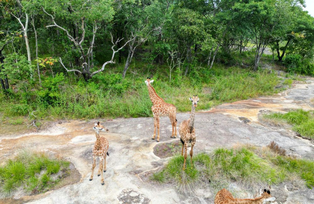 Infinite Safaris Africa - Mozambique - Photographic Safaris (1)