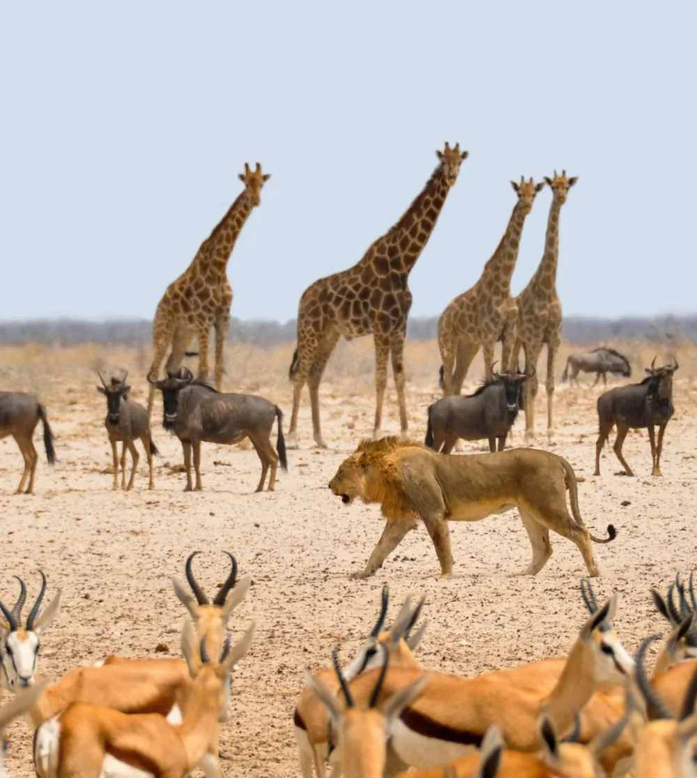 Infinite Safaris Africa - Namibia Photographic Safaris