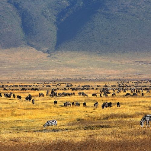 Infinite Safaris Africa - Tanzania - Photographic Safaris - CRATER DAWN