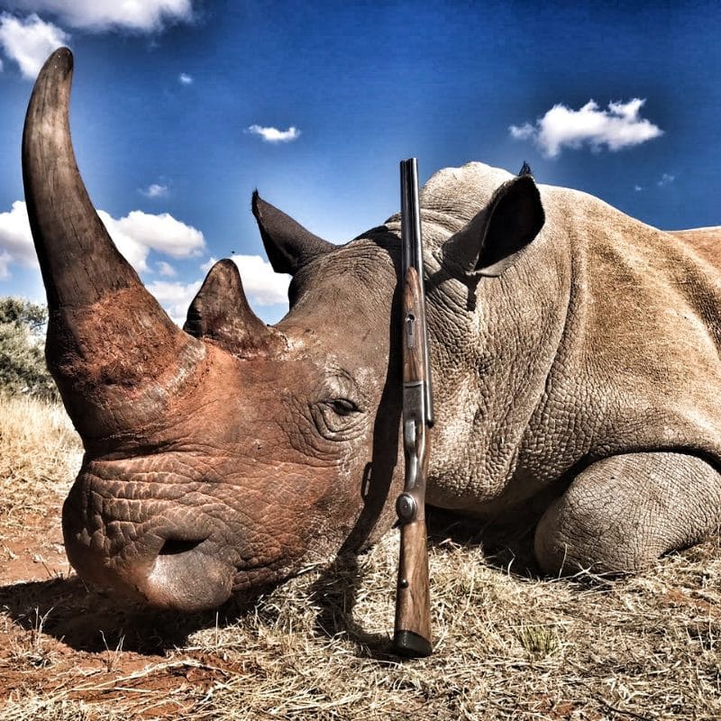 Infinite Safaris Giraffes - Rhino Hunting