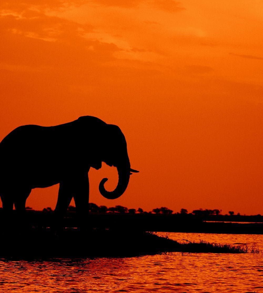 Infinite Safaris Giraffes - Botswana - Photographic Safaris