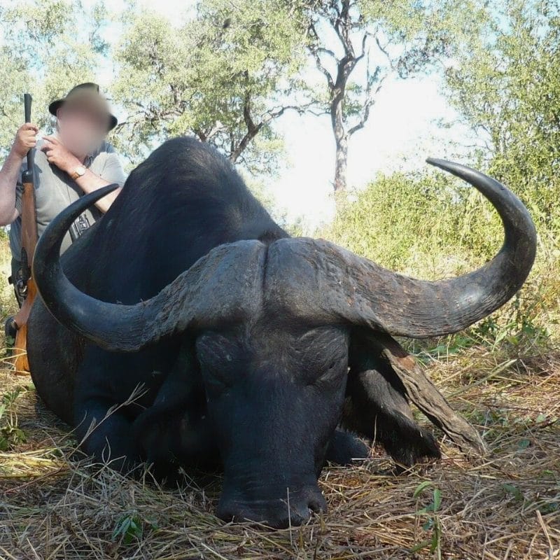 Infinite Safaris Giraffes - Cape Buffalo