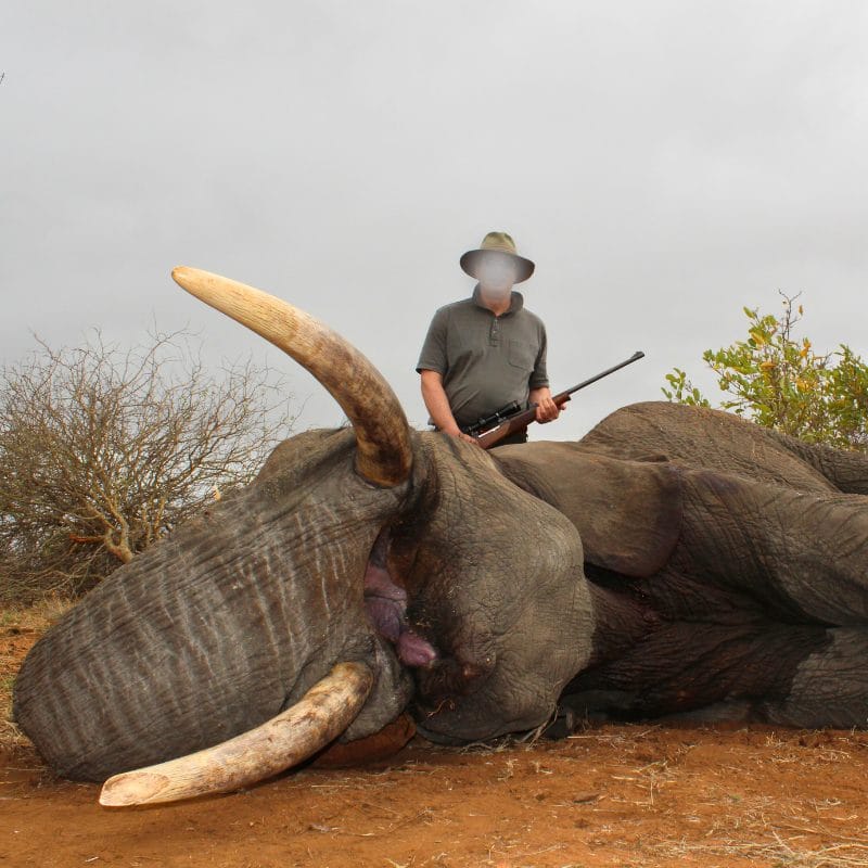 Infinite Safaris Giraffes - Elephant Hunting