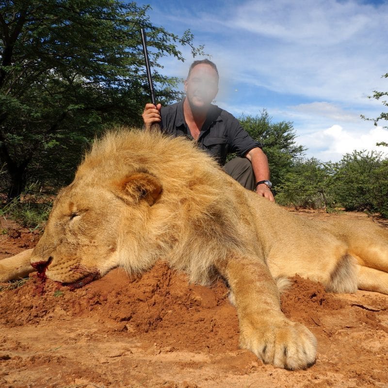 Infinite Safaris Giraffes - Lion Hunting