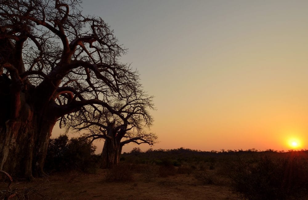 Infinite Safaris Giraffes - South Africa - Photographic Safaris