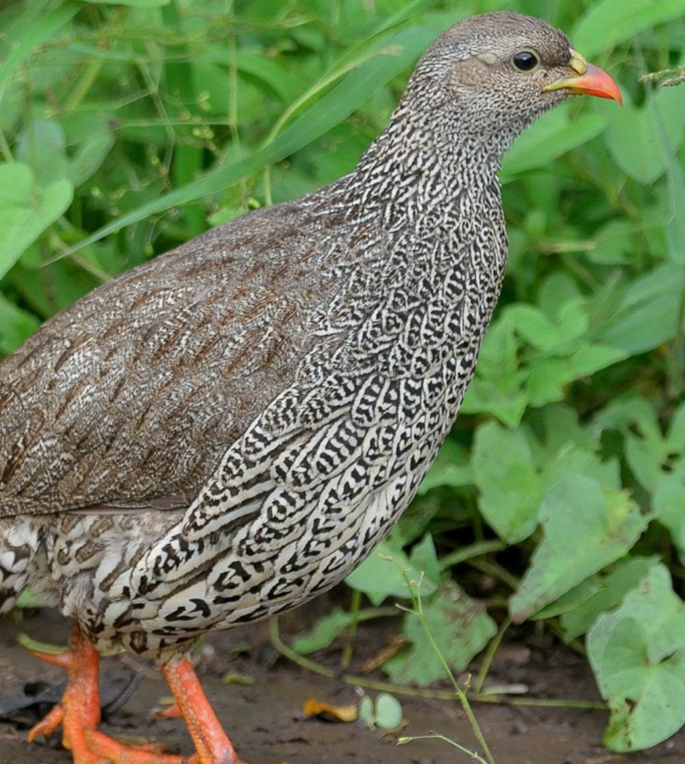 Natal Spurfowl