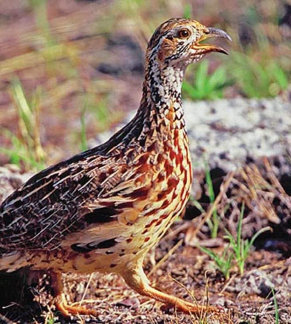 Orange River Francolin