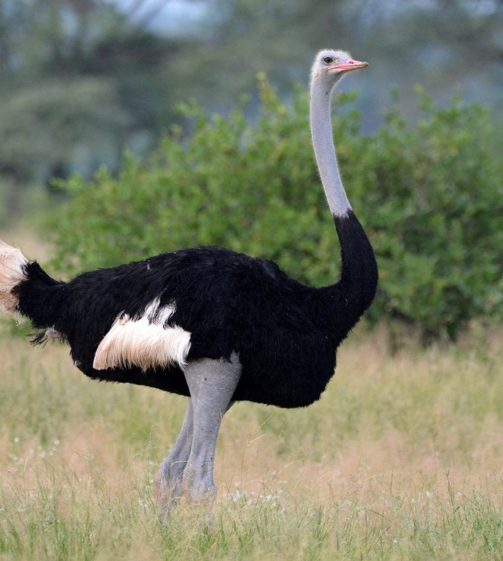 Ostrich