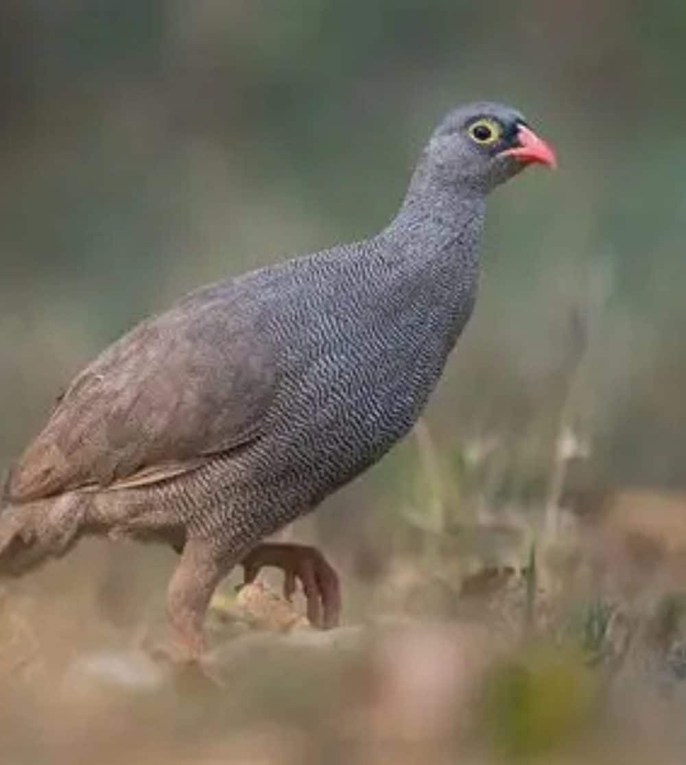 Red-Billed Spurfowl