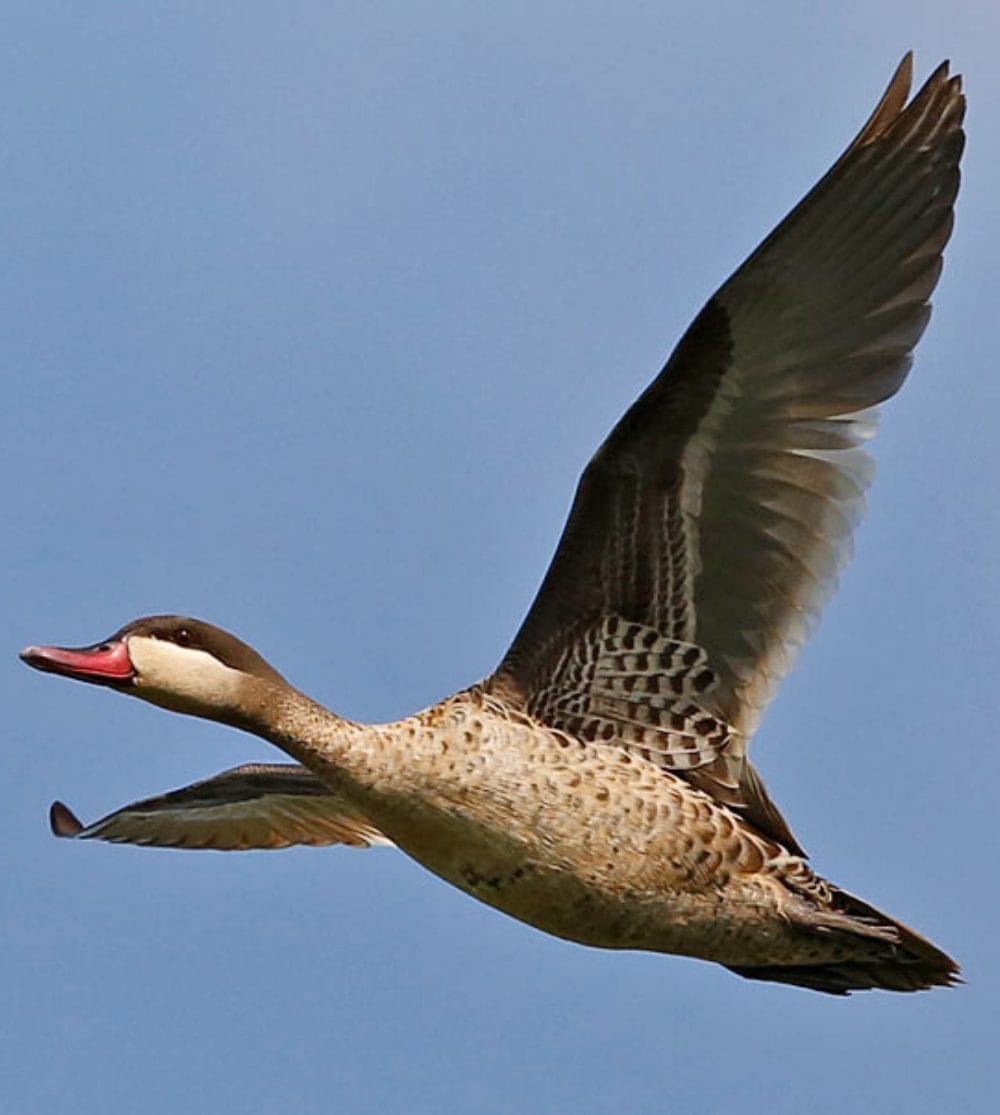 Red-Billed Teal