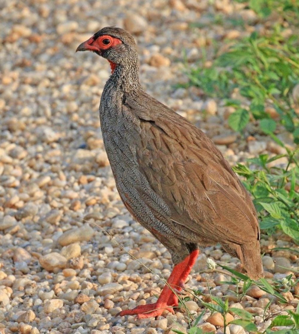 Red-Necked Spurfowl