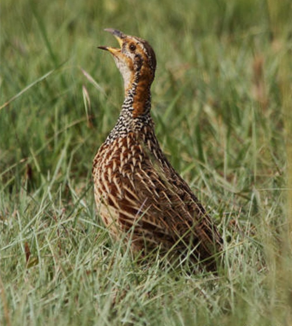 Red-Winged Francolin