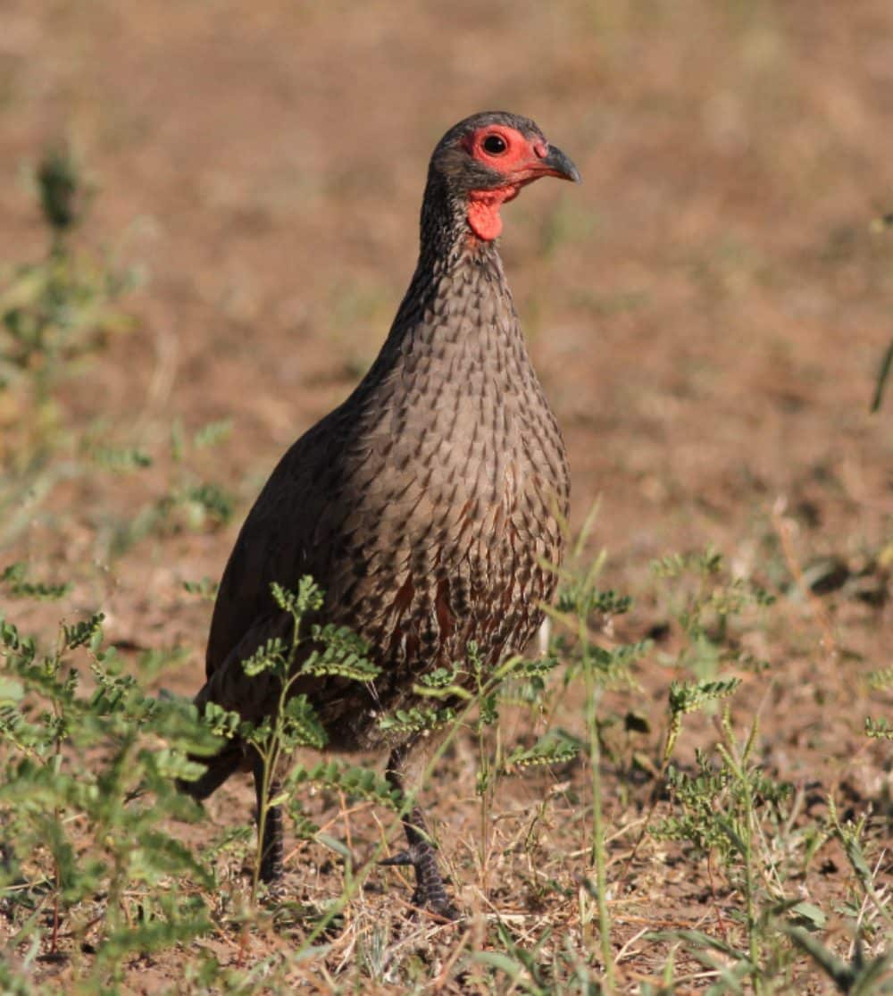 Swainson's Spurfowl