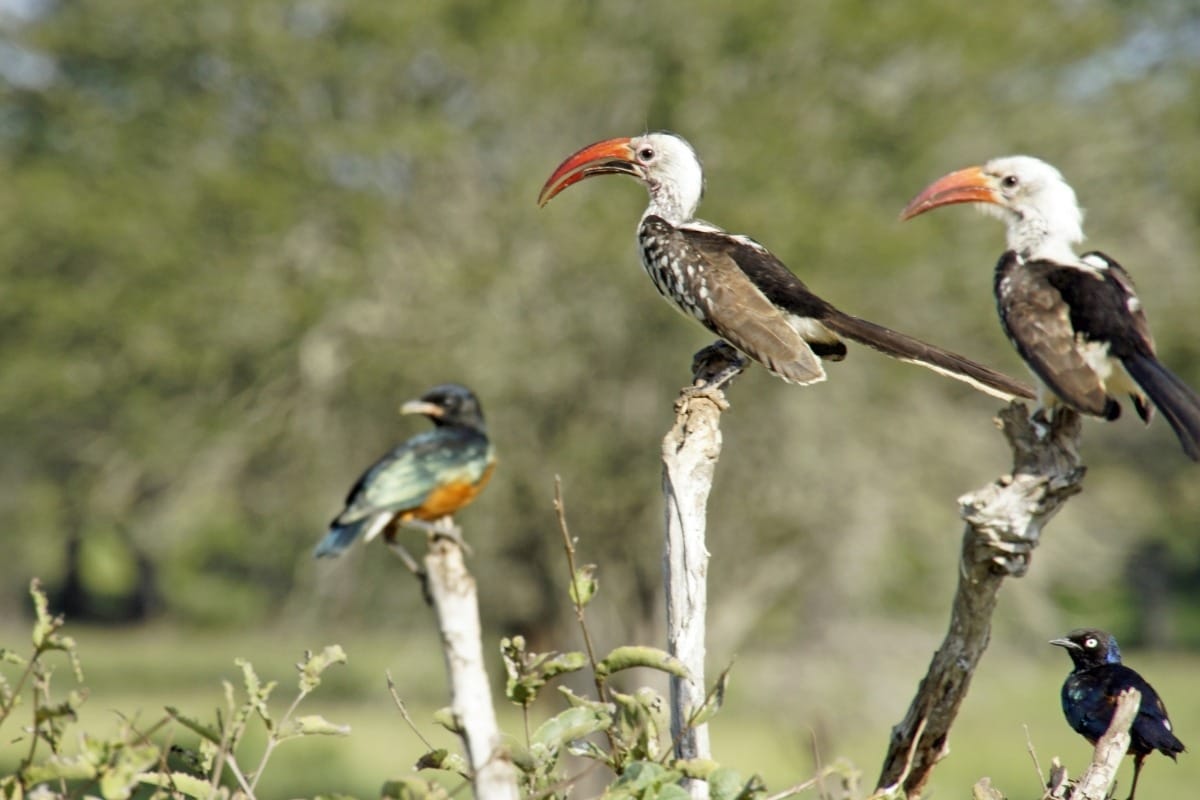 Infinite Safaris Africa - Photographic Safaris - Photo Safaris With Us - Birds sitting on tree stumps