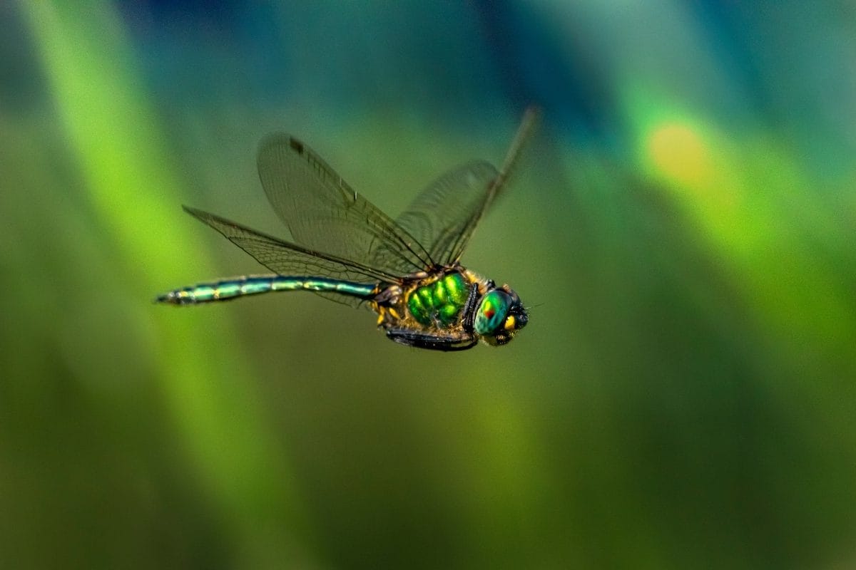 Infinite Safaris Africa - Photographic Safaris - Photo Safaris With Us - Close up of a dragonfly in flight