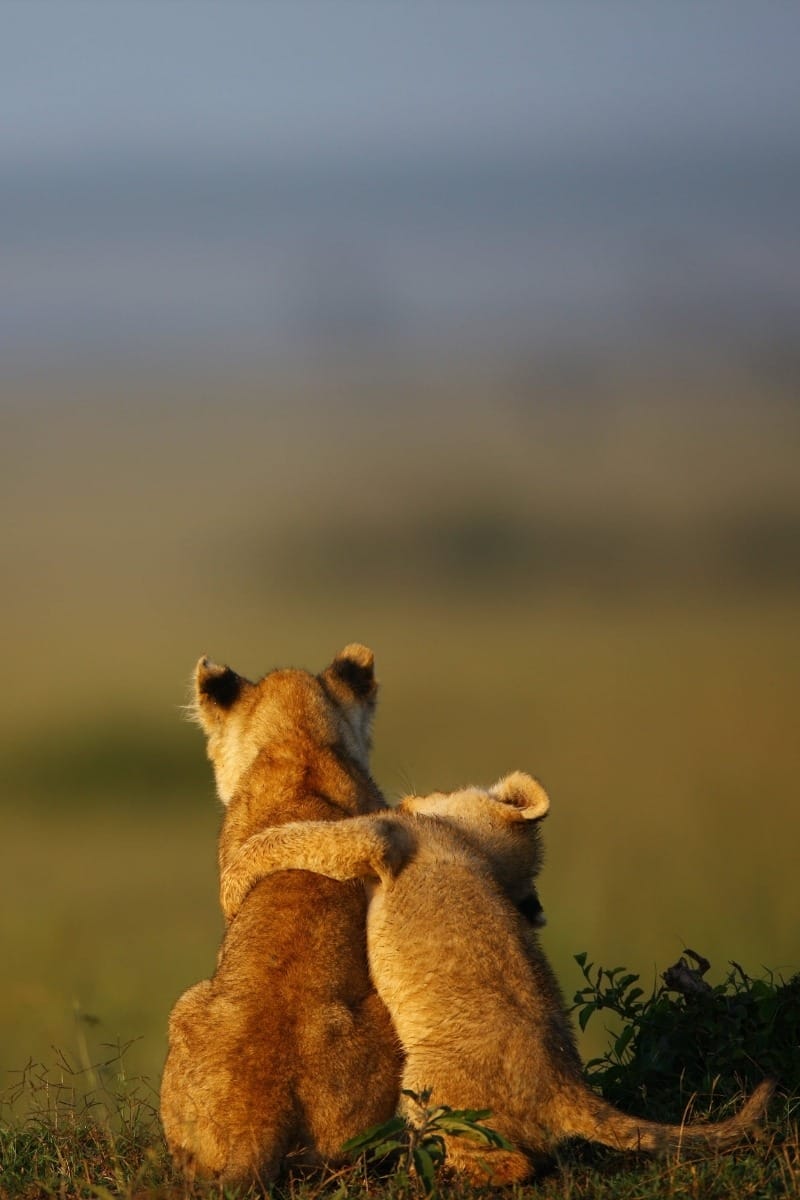 Infinite Safaris Africa - Photographic Safaris - Photo Safaris With Us - Two lion cubs playing in the savannah