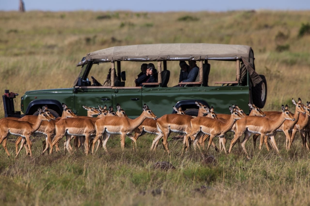 Safari Photography