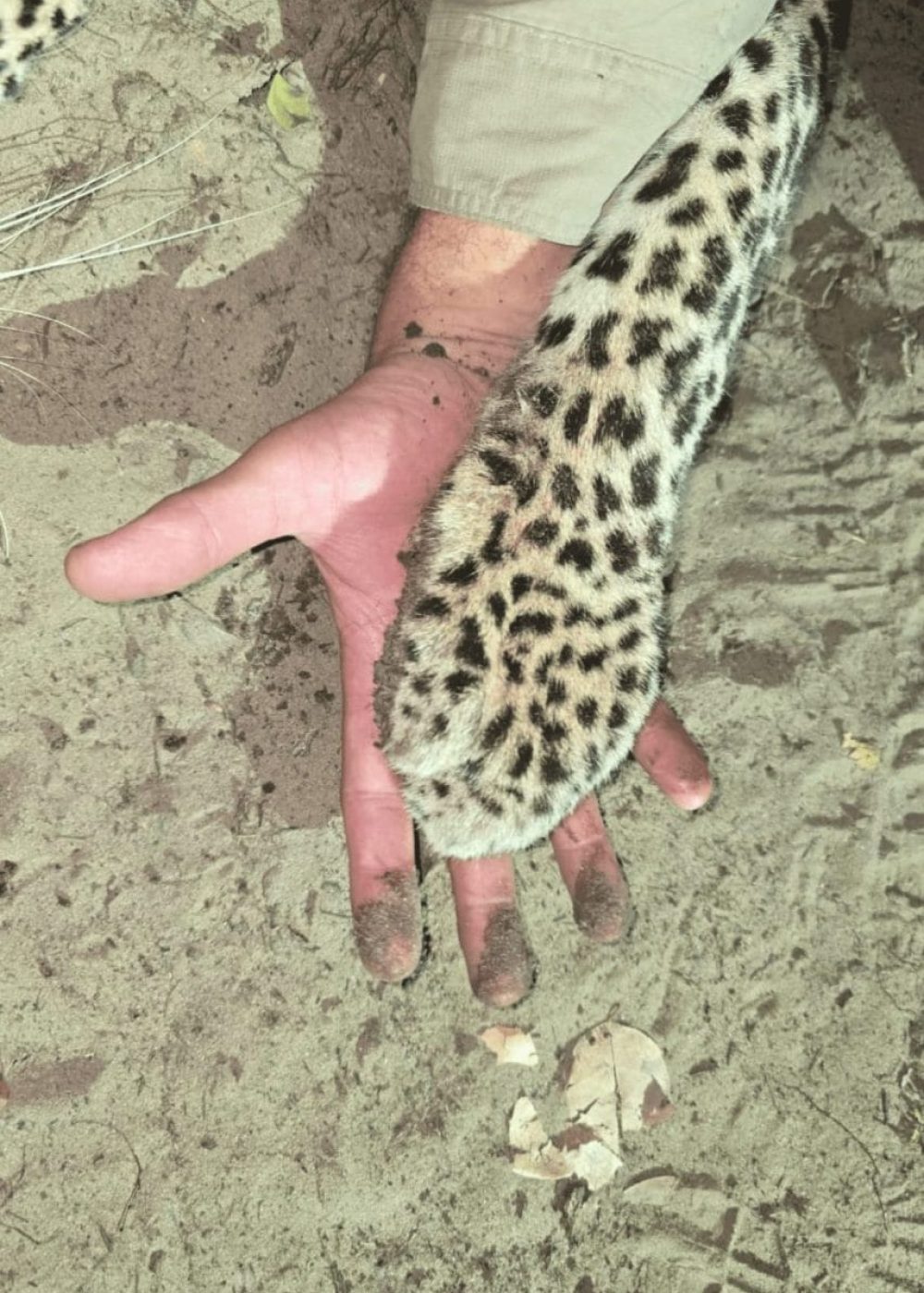 Infinite Safaris Africa - Hunting and Accommodation - Professional Hunting - Wildlife -Become part of our great safari heritage - Leopard Hunting